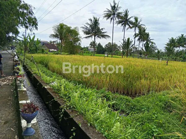 image SAWAH ZONA KUNING DI PAKEM (1)