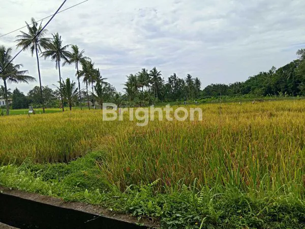 image SAWAH ZONA KUNING DI PAKEM (2)