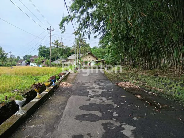 image SAWAH ZONA KUNING DI PAKEM (6)
