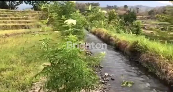 image TANAH LUAS 2,3 HEKTAR DI PACET, VIEW GUNUNG (4)