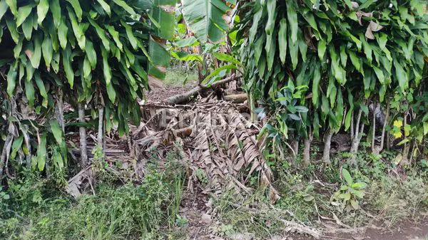 image TANAH DI PERKAMPUNGAN (4)