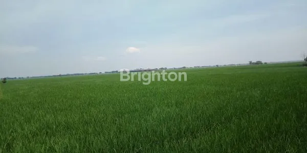 image DIJUAL TANAH SAWAH DI PEBAYURAN DESA SUMBERRAJA KAB BEKASI LUAS 1.9258M (1)