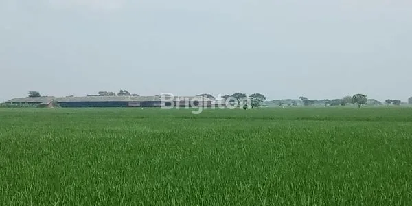 image DIJUAL TANAH SAWAH DI PEBAYURAN DESA SUMBERRAJA KAB BEKASI LUAS 1.9258M (2)