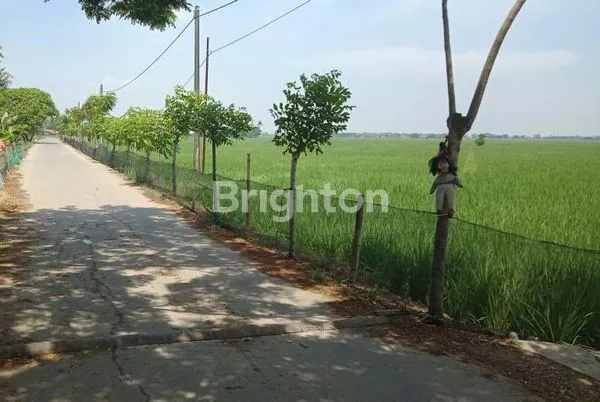 image DIJUAL TANAH SAWAH DI PEBAYURAN DESA SUMBERRAJA KAB BEKASI LUAS 1.9258M (3)