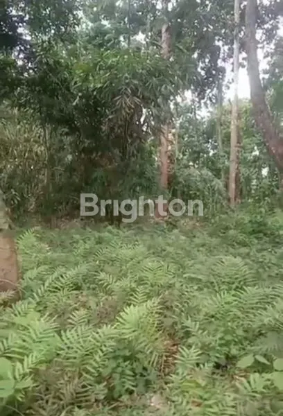 image INVESTASI TANAH KEBUN DURIAN KEL. PLALANGAN KEC. GUNUNGPATI (2)