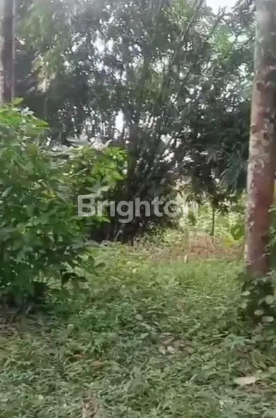 image INVESTASI TANAH KEBUN DURIAN KEL. PLALANGAN KEC. GUNUNGPATI (4)