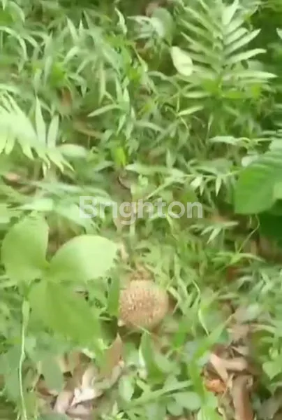 image INVESTASI TANAH KEBUN DURIAN KEL. PLALANGAN KEC. GUNUNGPATI (1)