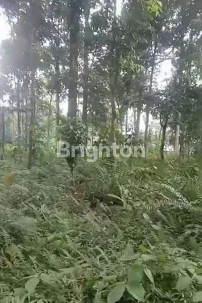 image INVESTASI TANAH KEBUN DURIAN KEL. PLALANGAN KEC. GUNUNGPATI (3)