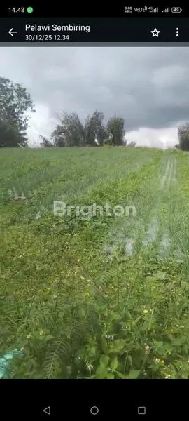 image INVESTASI MASA DEPAN: TANAH PERTANIAN 25 HEKTAR, SERTIFIKAT SHM (2)