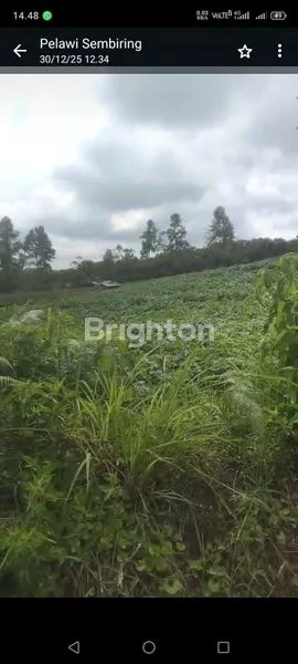 image INVESTASI MASA DEPAN: TANAH PERTANIAN 25 HEKTAR, SERTIFIKAT SHM (6)