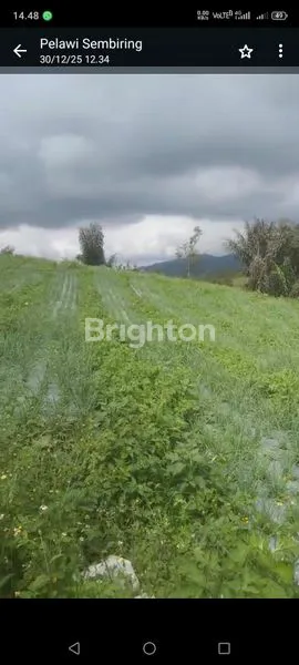 image INVESTASI MASA DEPAN: TANAH PERTANIAN 25 HEKTAR, SERTIFIKAT SHM (8)