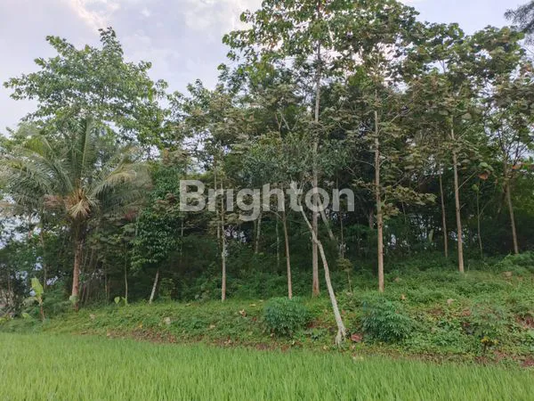 image TANAH  DI KAMPUNG KELEPUJAJAR GARUT  (2)