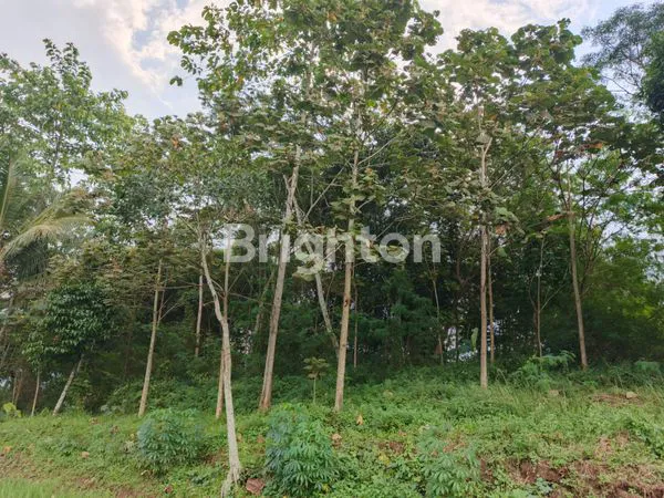 image TANAH  DI KAMPUNG KELEPUJAJAR GARUT  (5)