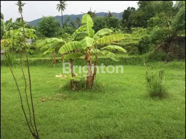 image (NEW) DIJUAL TANAH KAVLING – SELAT LOVINA, BULELENG (1)