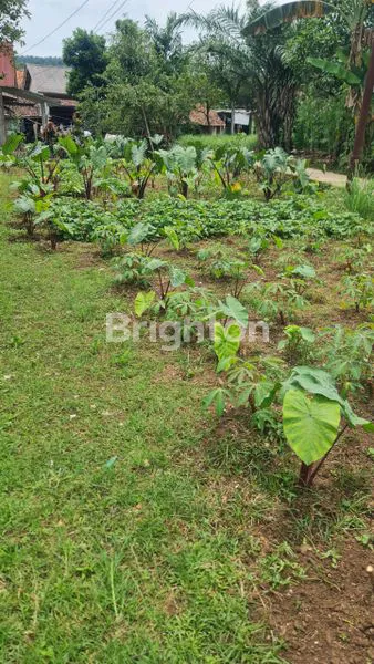 image TANAH DATAR 200M² DI CANDALI, BOGOR, COCOK KEBUN & INVESTASI (4)