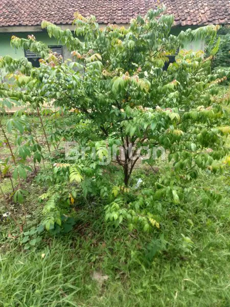 image TANAH DATAR 200M² DI CANDALI, BOGOR, COCOK KEBUN & INVESTASI (3)