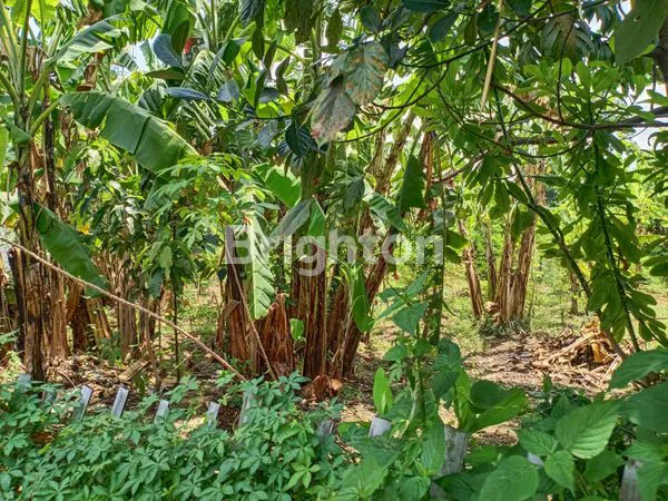 image TANAH CIJALUPANG BLKG SMA 24 BANDUNG (1)