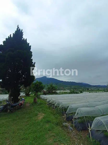 image DIJUAL TANAH LUAS PINGGIR DANAU BUYAN DI PANCASARI BEDUGUL (3)