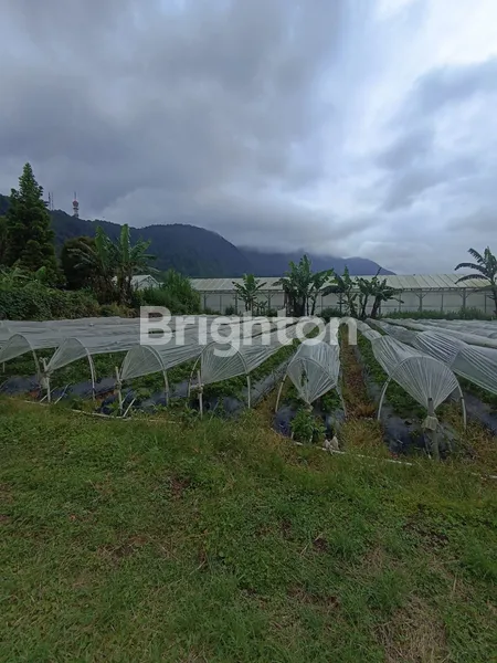 image DIJUAL TANAH LUAS PINGGIR DANAU BUYAN DI PANCASARI BEDUGUL (4)