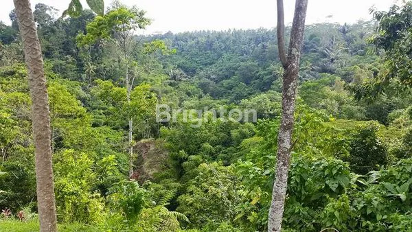 image DIJUAL TANAH GIANYAR UBUD (1)
