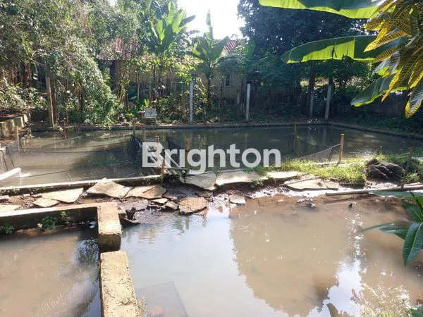 image TANAH KEBUN EMPANG - GRATIS RUMAH TUA DI BOGOR (7)