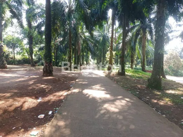 image TANAH KEBUN EMPANG - GRATIS RUMAH TUA DI BOGOR (3)