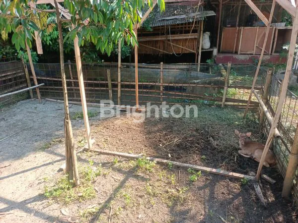 image TANAH KEBUN EMPANG - GRATIS RUMAH TUA DI BOGOR (6)