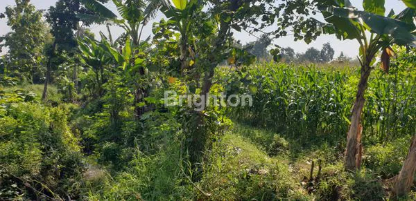 image TANAH BANJAR TANGGUL MOJOKERTO LAHAN DATAR TIDAK PERLU DIURUK (2)