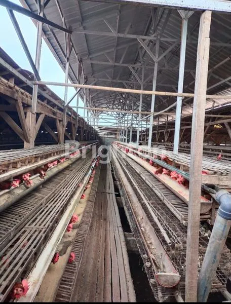 image KANDANG AYAM PETELOR AKTIF, 1 VILLA DAN 1 RUMAH UNTUK KARYAWAN, MURAH DI TANJUNGSARI SUMEDANG  (6)
