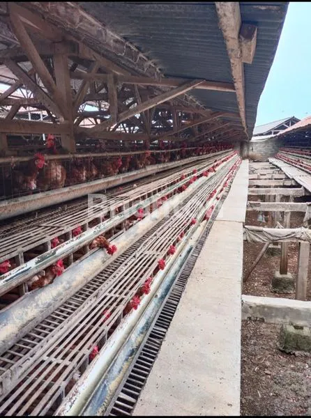 image KANDANG AYAM PETELOR AKTIF, 1 VILLA DAN 1 RUMAH UNTUK KARYAWAN, MURAH DI TANJUNGSARI SUMEDANG  (7)