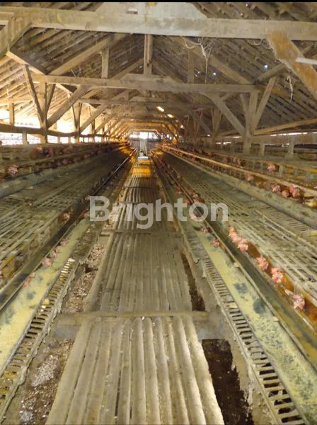 image KANDANG AYAM PETELOR AKTIF, 1 VILLA DAN 1 RUMAH UNTUK KARYAWAN, MURAH DI TANJUNGSARI SUMEDANG  (8)