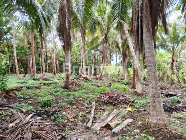 image TANAH DI JEPARA  (1)