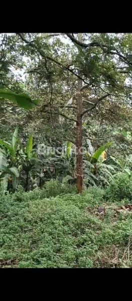 image TANAH LOKASI TRAWAS COCOK UNTUK DI BANGUN VILLA  (1)