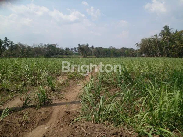 image TANAH STRATEGIS 2,9 HA BULULAWANG MALANG (5)