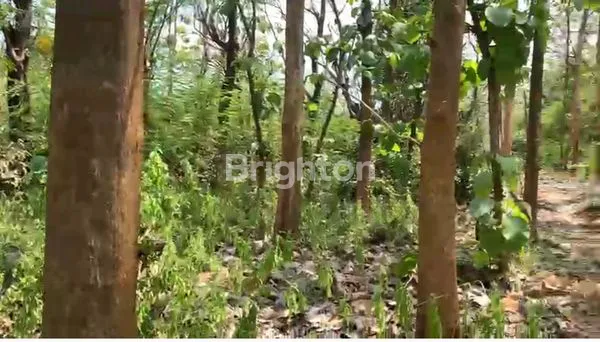 image TANAH STRATEGIS 002 NOL JALAN RAYA (3)