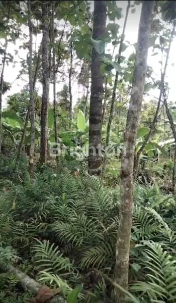 image DIJUAL CEPAT TANAH PEKARANGAN 752 M² – GEDONG TATAAN, PESAWARAN (4)