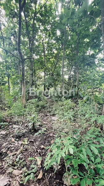 image PELUANG INVESTASI: TANAH STRATEGIS & ASRI DI LOKASI BERKEMBANG! \UD83C\UDF3F (2)