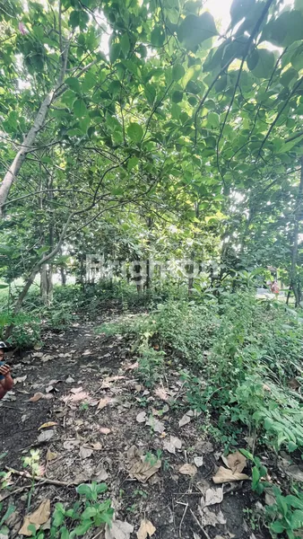 image PELUANG INVESTASI: TANAH STRATEGIS & ASRI DI LOKASI BERKEMBANG! \UD83C\UDF3F (5)