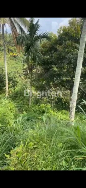 image TANAH BUKIT LANGKA DENGAN PEMANDANGAN BUKIT CAMPUHAN DAN GUNUNG AGUNG DI UBUD (3)