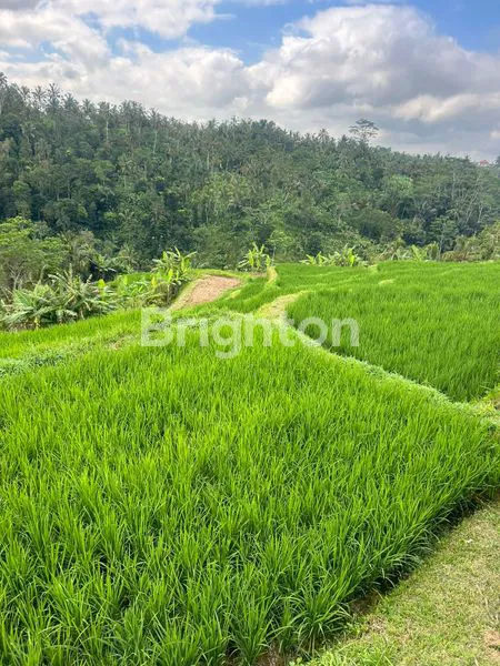 image TANAH BUKIT LANGKA DENGAN PEMANDANGAN BUKIT CAMPUHAN DAN GUNUNG AGUNG DI UBUD (5)
