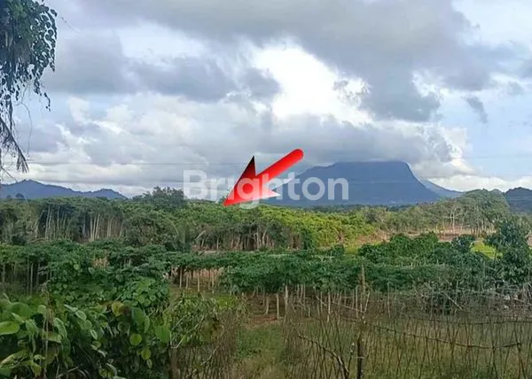 image LAHAN TANAH KOSONG PINGGIR SUNGAI SEDAU KOTA SINGKAWANG (1)