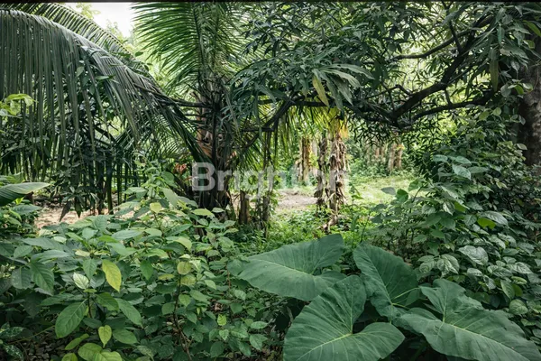 image DIJUAL!!! TANAH SIAP BANGUN DAUH WARU - JEMBRANA (3)