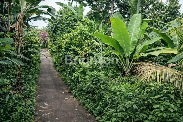 image DIJUAL!!! TANAH SIAP BANGUN DAUH WARU - JEMBRANA (1)