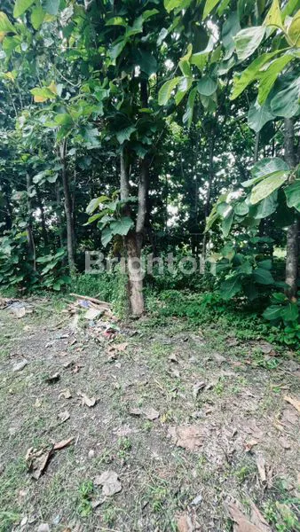 image TANAH MURAH CERME GRESIK (4)