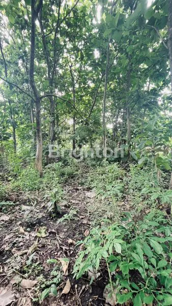 image TANAH MURAH CERME GRESIK (5)