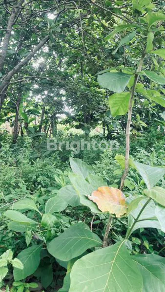 image TANAH MURAH CERME GRESIK (7)