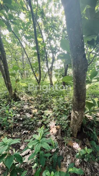 image TANAH MURAH CERME GRESIK (3)