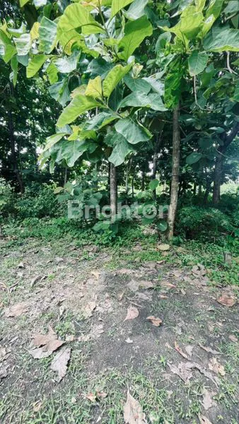 image TANAH MURAH CERME GRESIK (2)