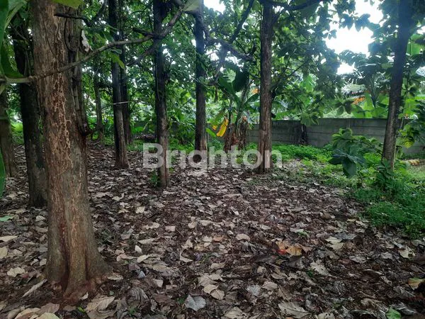 image TANAH LUAS 2.183 M² DI TUGU RAYA, DEPOK (7)