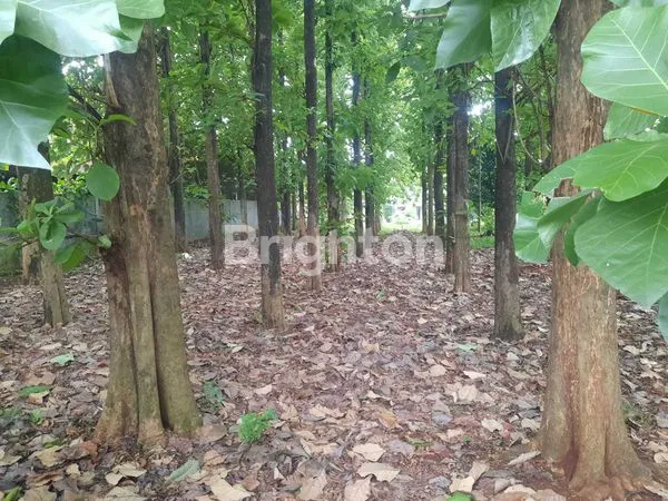 image TANAH LUAS 2.183 M² DI TUGU RAYA, DEPOK (6)